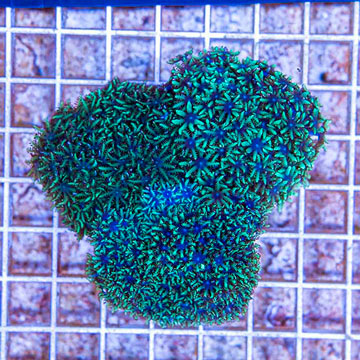 LiveAquaria® Three Pack Cultured Sympodium Coral