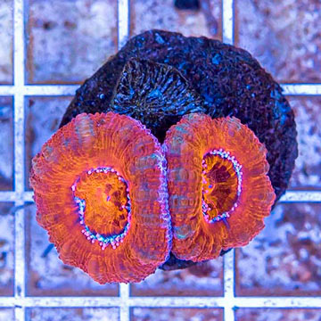 LiveAquaria® Cultured Acan Lord Coral