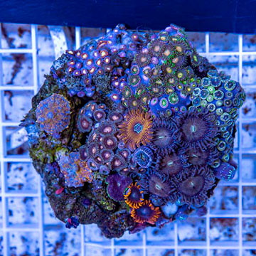 Zoanthus Coral Indonesia