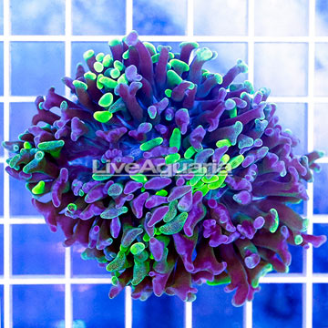 USA Cultured Branching Hammer Coral
