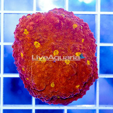 USA Cultured Chalice Coral