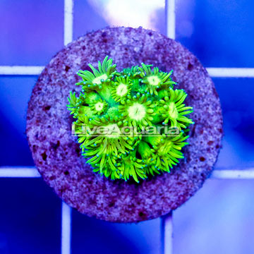 USA Cultured Goniopora Coral