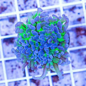 LiveAquaria® Cultured Ultra Hammer Coral