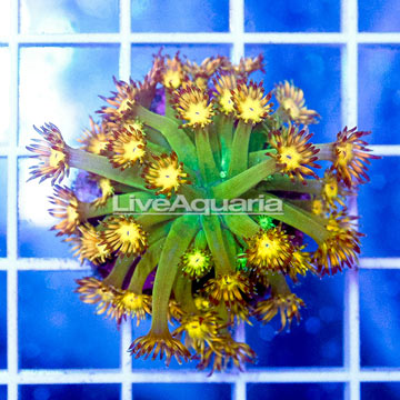 USA Cultured Goniopora Coral