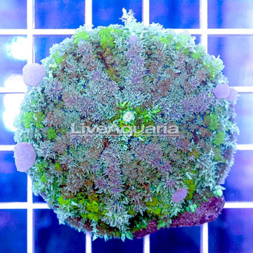 USA Cultured Bounce Mushroom.