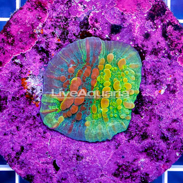 USA Cultured Rainbow Bounce Chalice Coral