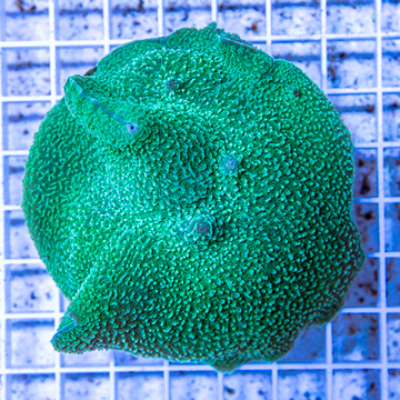 Rhodactis Mushroom Rock Indonesia