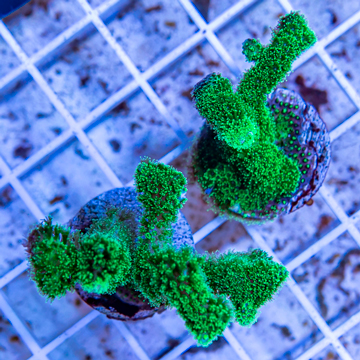 LiveAquaria® Two Pack Cultured Stylophora Coral