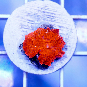 USA Cultured Rhodactis Mushroom Coral