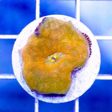 USA Cultured Actinodiscus Coral