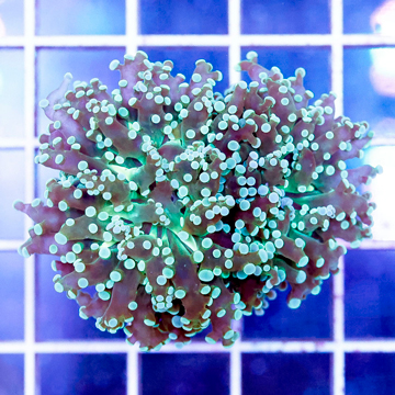 USA Cultured Frogspawn Coral