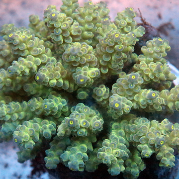 Acropora Coral Fiji