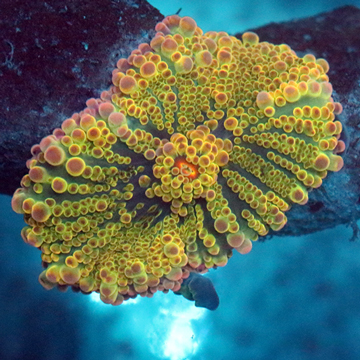 Ricordea Mushroom Coral