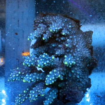 Acropora Coral Fiji