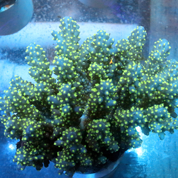 Acropora Coral Fiji