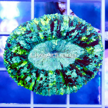 Open Brain Coral Indonesia