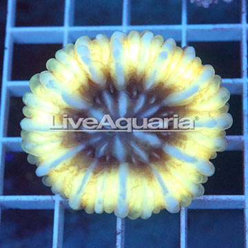 Cynarina Button Coral Solomon