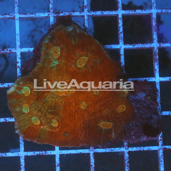 Chalice Coral Solomon