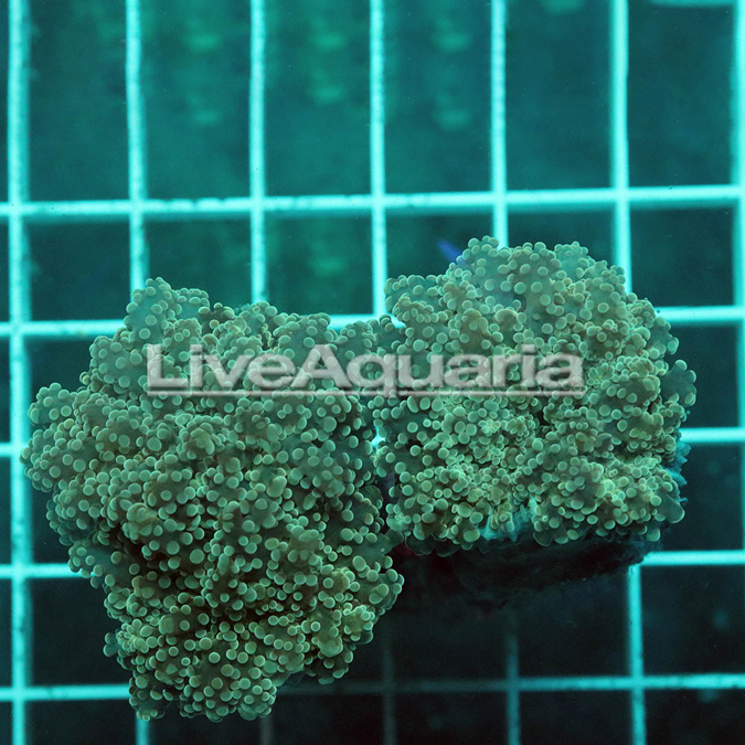 Green Frogspawn Coral Solomon