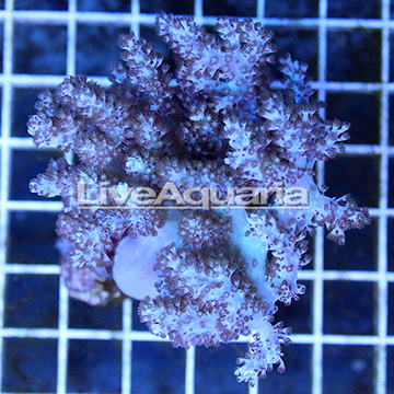 Pineapple Tree Coral Solomon