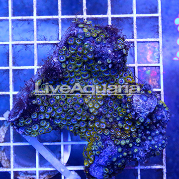 Zoanthus Coral Solomon