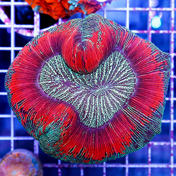 Open Brain Coral Indonesia