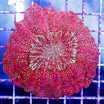 Meat Coral Australia