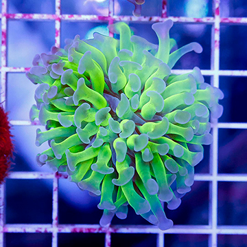 USA Cultured Ultra Hammer Coral