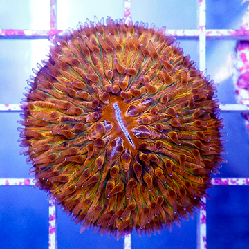 Short Tentacle Plate Coral