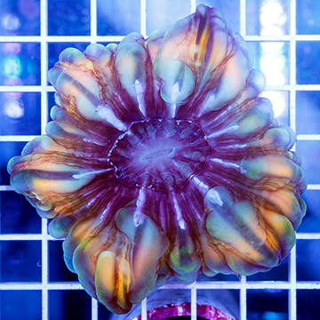 Cynarina Button Coral Indonesia