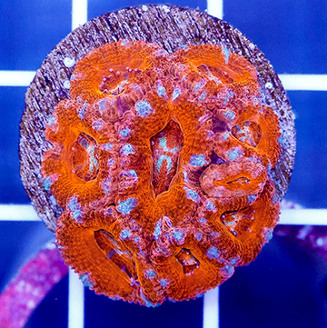 USA Cultured Acan Lord Coral