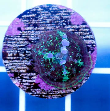 USA Cultured Rhodactis Bounce Mushroom Coral