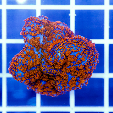 Rhodactis Bounce Mushroom