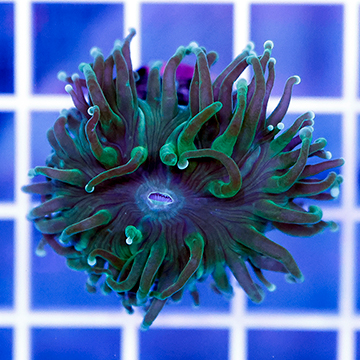 USA Cultured Ultra Duncan Coral