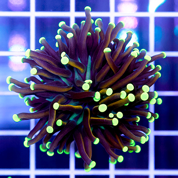 USA Cultured Torch Coral