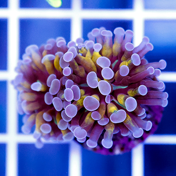 USA Cultured Branching Hammer Coral