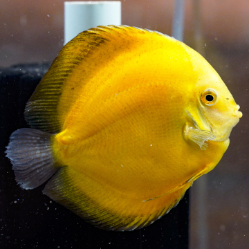 Yellow Discus