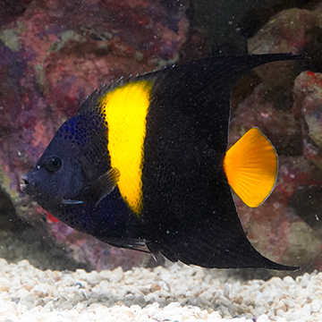 Asfur Angelfish