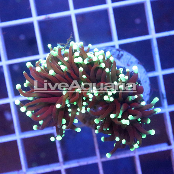 Green Tip Torch Coral Solomon (click for more detail)