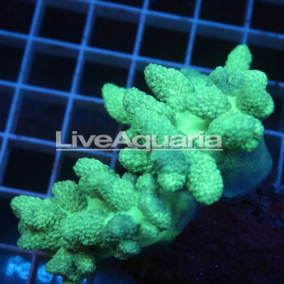 Pineapple Tree Coral Solomon