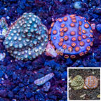 LiveAquaria® Two Pack Cultured Cyphastrea Coral (click for more detail)