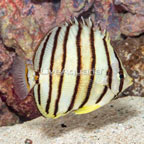 Eight Band Butterflyfish (click for more detail)