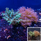 Sinularia Coral and Anthelia Waving Hand Coral, Assorted Combo Rock (click for more detail)