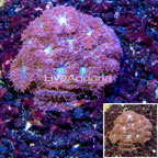 LiveAquaria® Cultured Blastomussa Coral (click for more detail)