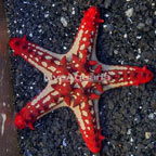 Red Knob Sea Star (click for more detail)