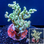 Kenya Tree Coral Indonesia (click for more detail)