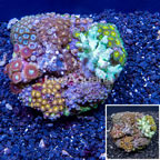Zoanthus and Sinularia Combo Rock Indonesia (click for more detail)