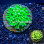 Goniopora Coral Indonesia (click for more detail)