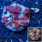 Mushroom Coral Indonesia (click for more detail)