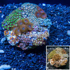 Zoanthus Coral Indonesia (click for more detail)